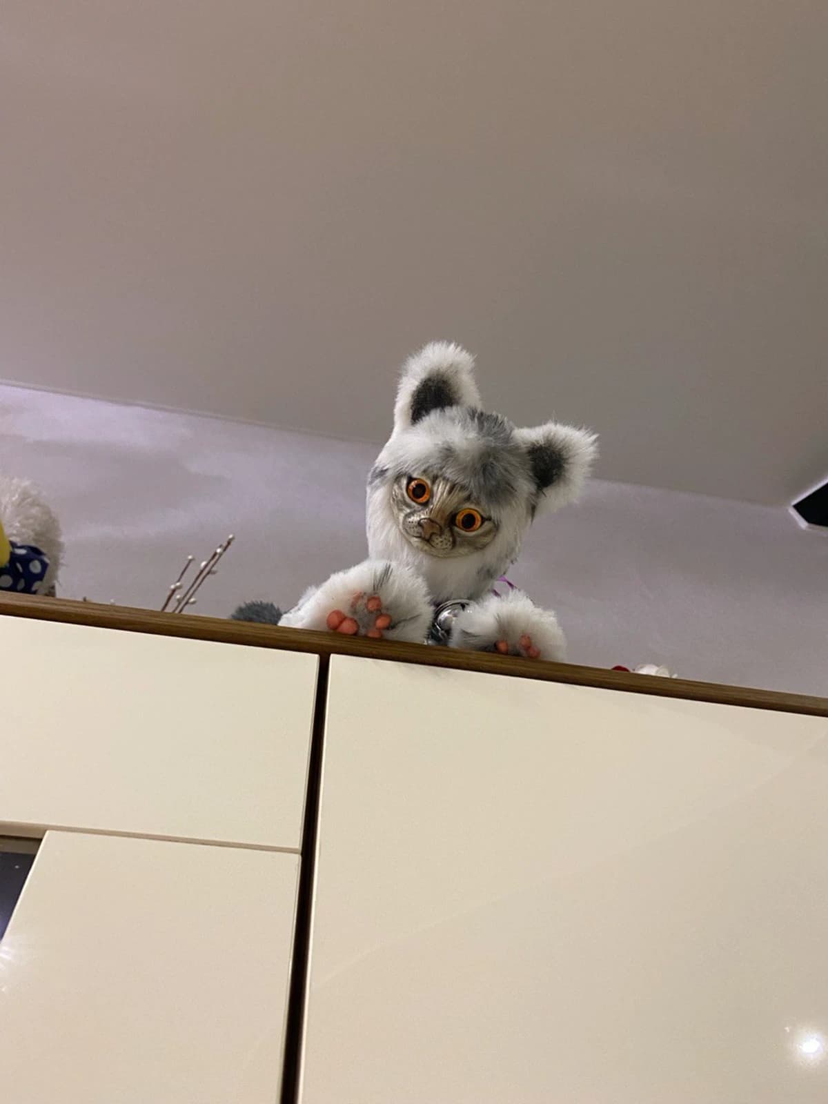 Котик 10